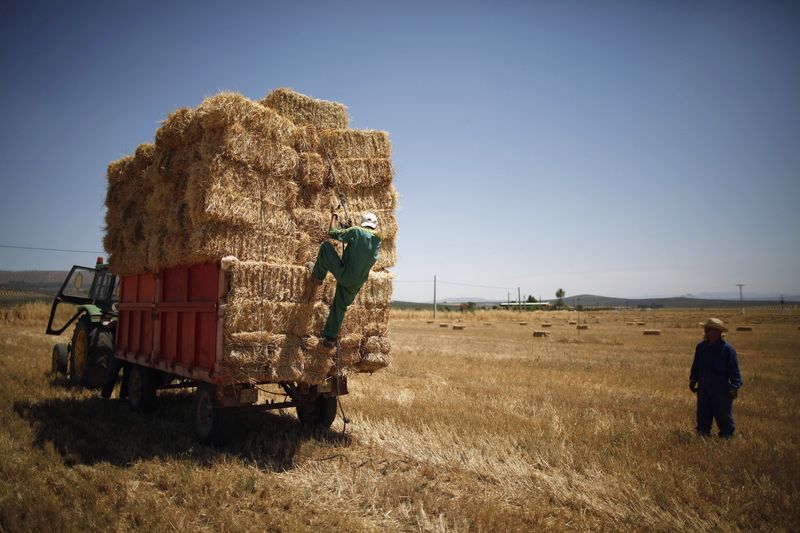 El sur seco preocupa mientras los cereales de la UE evitan daños de las heladas: monitor de cultivos
