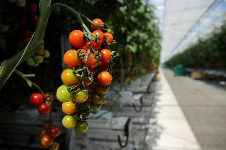 © Reuters. FILE PHOTO: Tomatoes are pictured at the Frank Rudd and Sons Tomato Farm in Knutsford, Britain, May 14, 2020. REUTERS/Molly Darlington/File Photo