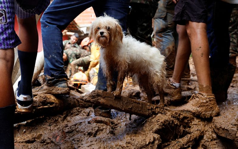 &copy; Reuters. Cachorro coberto de lama após fortes chuvas na região de São Sebastião, litoral norte de SP
21/02/2023
REUTERS/Amanda Perobelli    