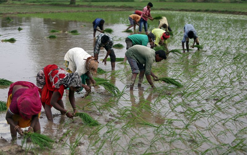 &copy; Reuters. Agricultores plantam mudas em um campo de arroz na Índia. REUTERS/Amit Dave