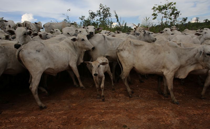 &copy; Reuters. Vacas em Uruará, Brasil. 25 de abril de 2013. REUTERS/Nacho Doce