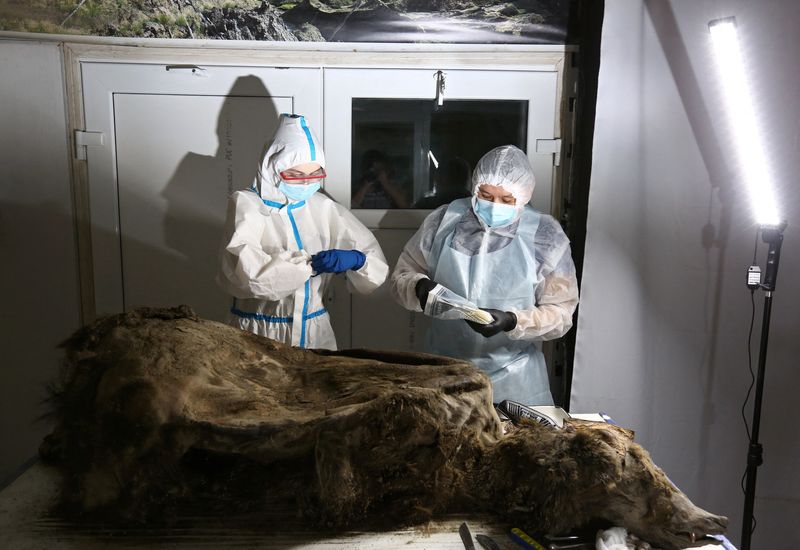 &copy; Reuters. Cientistas dissecam ursa de 3.500 anos descoberta no permafrost da Sibéria 
21/02/2023
REUTERS/Michil Yakovlev