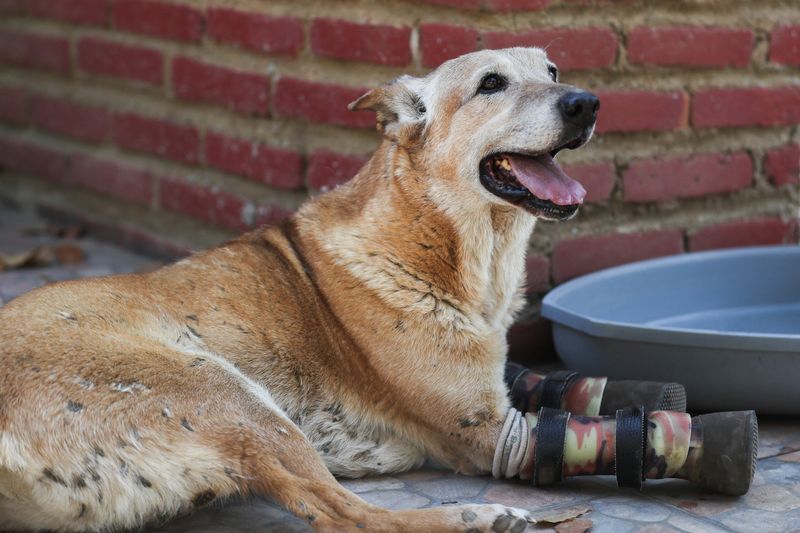 &copy; Reuters. Cão sobrevivente de tortura busca prêmio em concurso de animais de estimação]
21/02/2023
REUTERS/Raquel Cunha