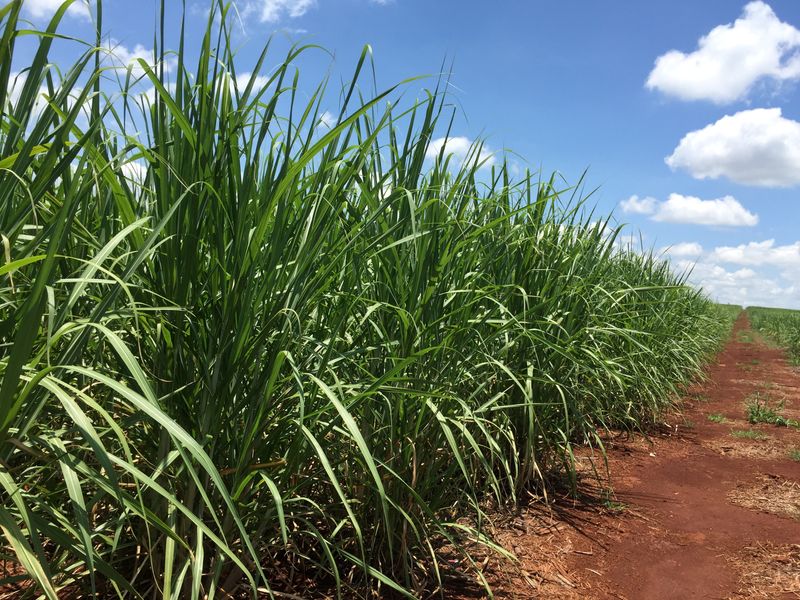 &copy; Reuters. FOTO DE ARCHIVO-Un campo de caña de azúcar en fase de desarrollo se ve en una granja en Jacarezinho, Brasil. 1 de enero de 2019. Foto tomada el 1 de enero de 2019. REUTERS/Marcelo Texeira