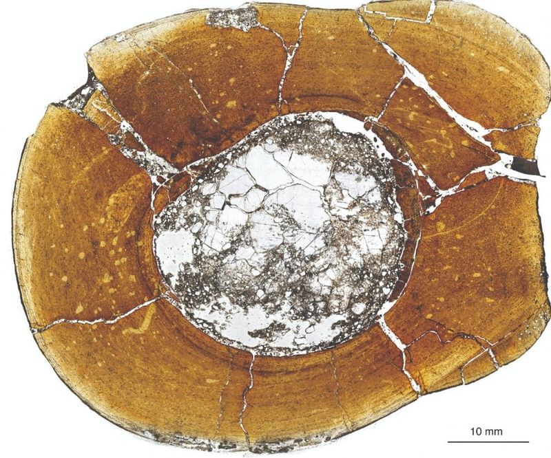 &copy; Reuters. Una vista microscópica de la tibia del dinosaurio carnívoro Majungasaurus crenatissimus, mostrando anillos de crecimiento que se espacian más estrechamente hacia el exterior del hueso indicando que este individuo llegó a la edad adulta. Imagen sin fec