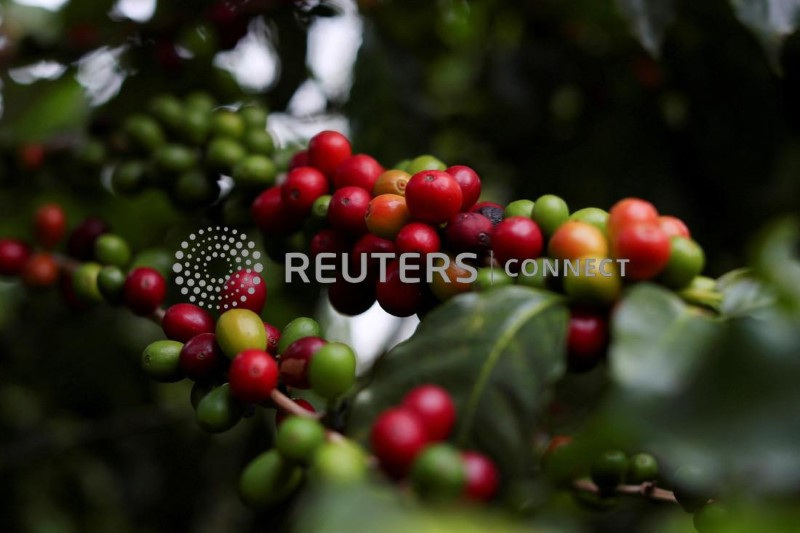 &copy; Reuters. Pé de café em plantação do Instituto Biológico em São Paulo
08/05/2021
REUTERS/Amanda Perobelli