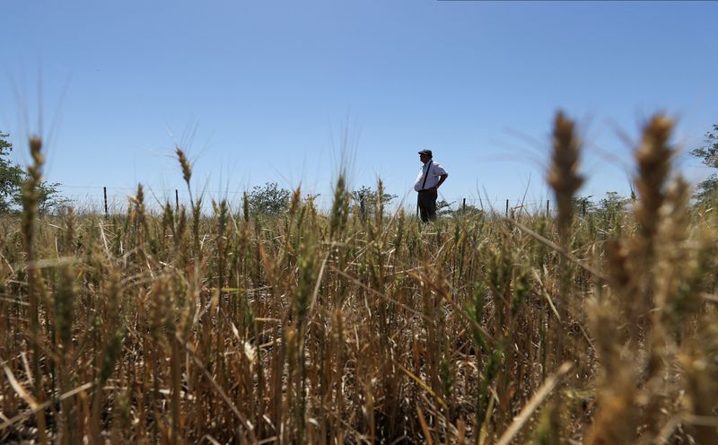 &copy; Reuters. Agricultor observa o horizonte no meio de um campo plantado com trigo, danificado por uma das piores secas das últimas décadas em Navarro, província de Buenos Aires, Argentina 
05/12/2022
REUTERS/Agustin Marcarian