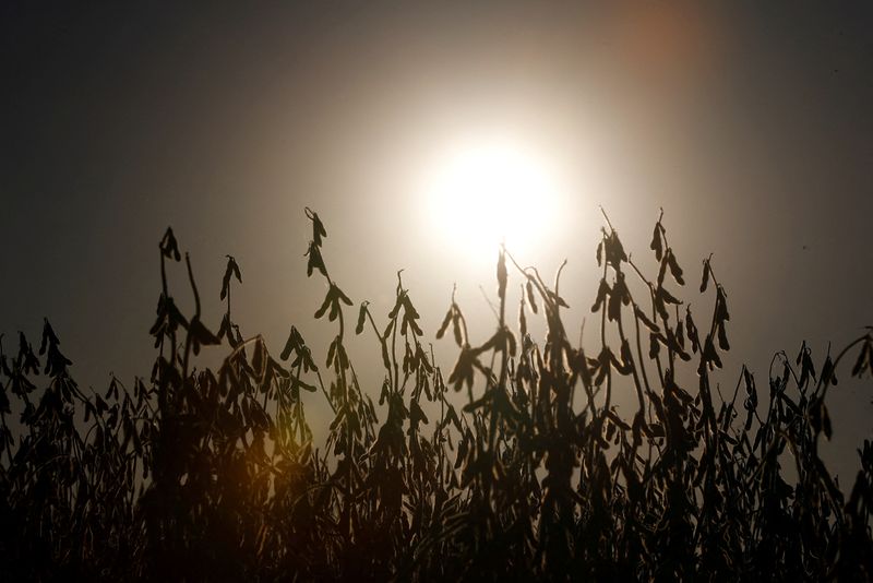 &copy; Reuters. FOTO DE ARCHIVO: Plantas de soja se ven en una granja cerca de Pergamino, en las afueras de Buenos Aires