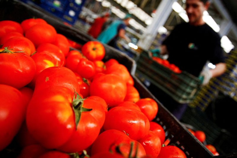 &copy; Reuters. FOTO DE ARCHIVO: Trabajadores empaquetan tomates en una cooperativa de agricultores en El Ejido, cerca de Almería, en el sureste de España, 31 de mayo de 2011. REUTERS/Francisco Bonilla