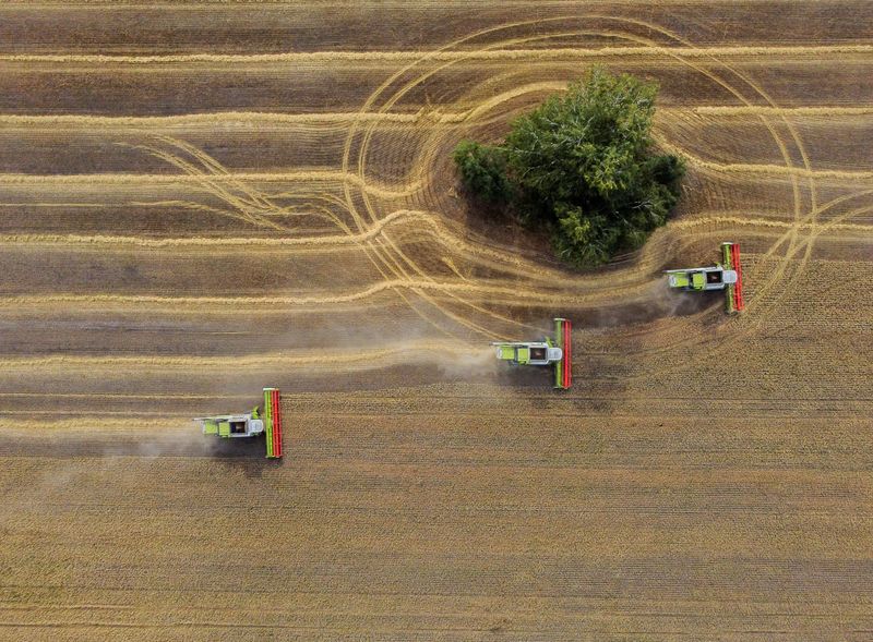 &copy; Reuters. FOTO DE ARCHIVO. Cosechadoras recolectan trigo en un campo cerca de la aldea de Solyanoye en el óblast de Omsk, Rusia. 8 de septiembre de 2022. REUTERS/Alexey Malgavko