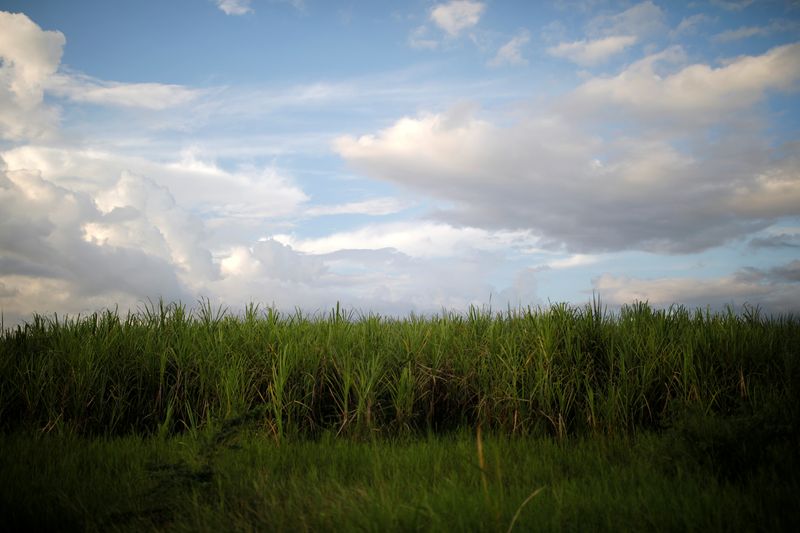 &copy; Reuters. Foto de archivo de un campo de caña de azúcar en Guantanamo, Cuba