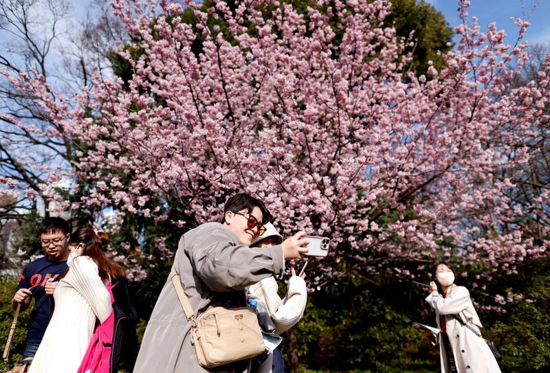 &copy; Reuters. FILE PHOTO: Visitors take selfie photos as they look at early-flowering cherry blossoms in full bloom at a park in Tokyo, Japan March 1, 2023. REUTERS/Issei Kato/File Photo