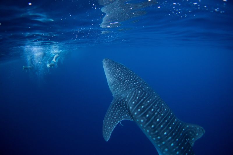 &copy; Reuters. FOTO DE ARCHIVO: Un tiburón ballena nada junto a buceadores voluntarios después de que retiraron una red de pesca abandonada que cubría un arrecife de coral en una zona protegida de Ko Losin, Tailandia. 19 de junio de 2021.  REUTERS/Jorge Silva