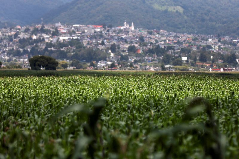 &copy; Reuters. Imagen de archivo. Plantas de maíz en un campo en el barrio La Constitución Totoltepec, en Toluca, México.