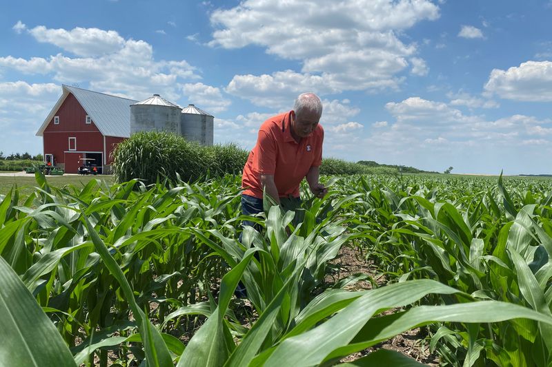 &copy; Reuters. FILE PHOTO: Grain farmer Jim Niewold inspects corn plants on his farm, with grain bins at rear where some of last year's crop remains in storage because all of his end markets have been affected by the coronavirus disease (COVID-19) pandemic, in Loda, Ill
