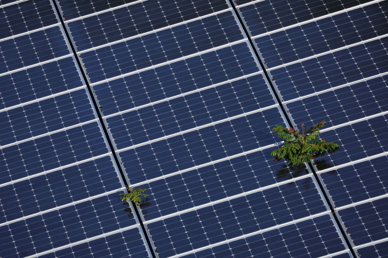 © Reuters. Plants grow through an array of solar panels in Fort Lauderdale, Florida, U.S., May 6, 2022.   REUTERS/Brian Snyder