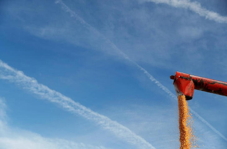 &copy; Reuters. Imagen de archivo de maíz siendo cargado en un camión en un campo de Kelley, Iowa, EEUU.