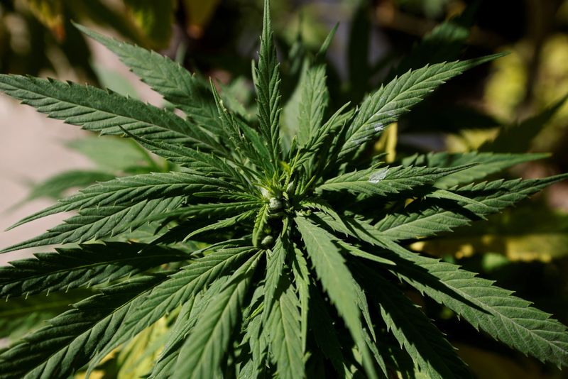 &copy; Reuters. FILE PHOTO: Marijuana leaves are seen next to Mexico's Senate building  at the protest cannabis garden of the Cannabico Mexican Movement in Mexico City, Mexico November 19, 2020. REUTERS/Carlos Jasso/File Photo