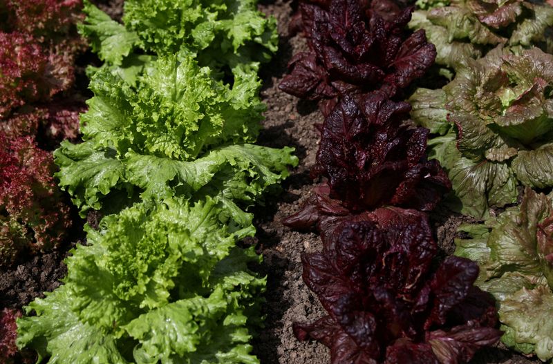 © Reuters. FILE PHOTO: Lettuce varieties are displayed at the RHS Chelsea Flower Show in London, Britain May 21, 2017. REUTERS/Neil Hall/File Photo