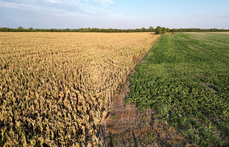 &copy; Reuters. Campos de milho e algodão na Argentina atingidos pela seca. REUTERS/Miguel Lo Bianco/File Photo