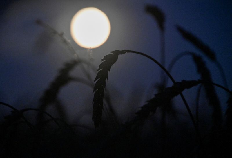 © Reuters. Plantação de trigo na região russa de Omsk
08/09/2022
REUTERS/Alexey Malgavko