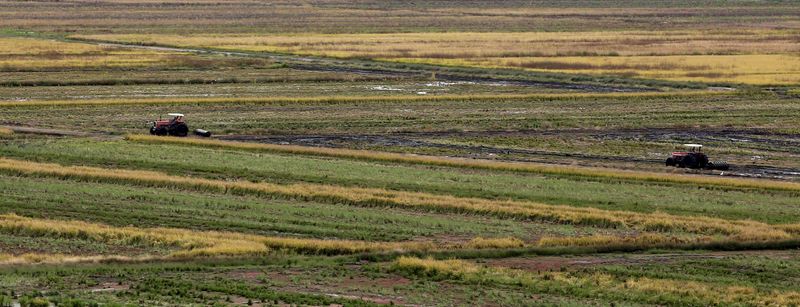 &copy; Reuters. Agricultores trabalham com tratores em plantação de arroz em Taubaté (SP)
19/06/2015
REUTERS/Paulo Whitaker