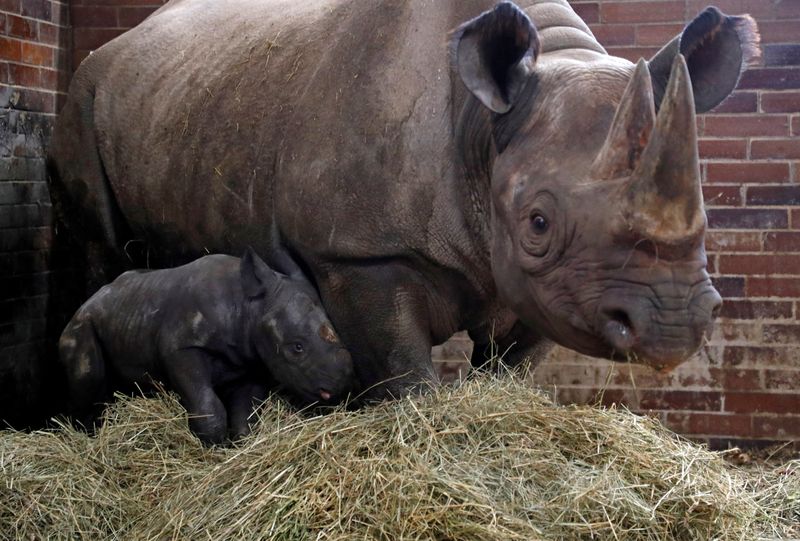 &copy; Reuters. صغير وحيد القرن معرض بشدة لخطر الانقراض مع والدته مايشا في حديقة حيوانات دفور كرالوف في جمهورية التشيك يوم الجمعة. تصوير:  ديفيد دبليو سيرني 