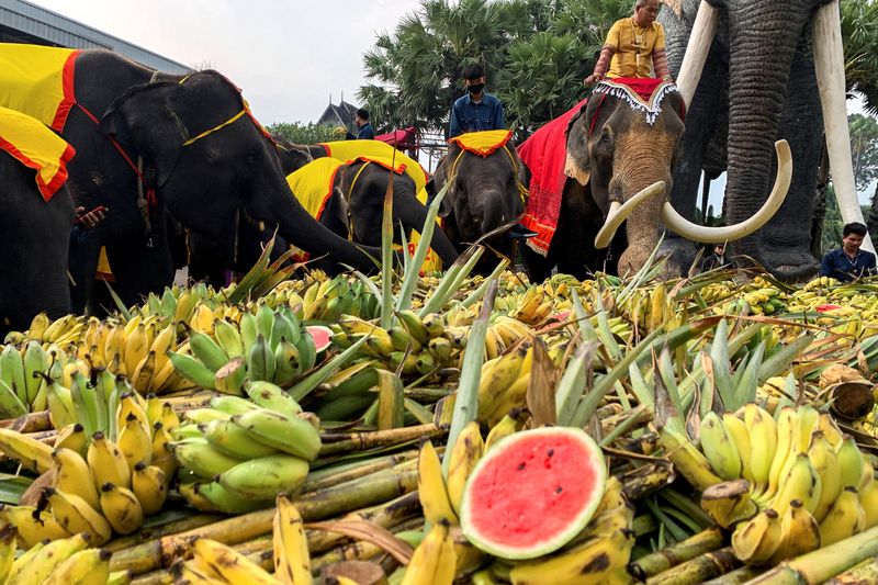 &copy; Reuters. أفيال تتناول فاكهة وخضراوات في حديقة نونج نوتش الاستوائية في مقاطعة تشونبوري التايلاندية يوم الاثنين. تصوير: نابات وشاسرتار - رويترز. 