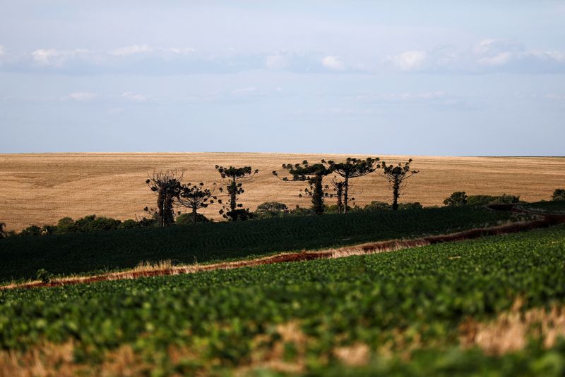 &copy; Reuters. Plantação de soja em Soledade (RS)
08/01/2022
REUTERS/Diego Vara