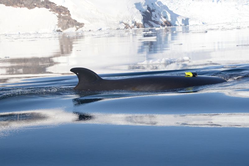 &copy; Reuters. An Antarctic minke whale is seen in the waters off the West Antarctic Peninsula in this 2019 handout photo. Researchers used noninvasive suction tags to study the behaviour of these whales as they fed on Antarctic krill.  Courtesy of David Cade, Hopkins M
