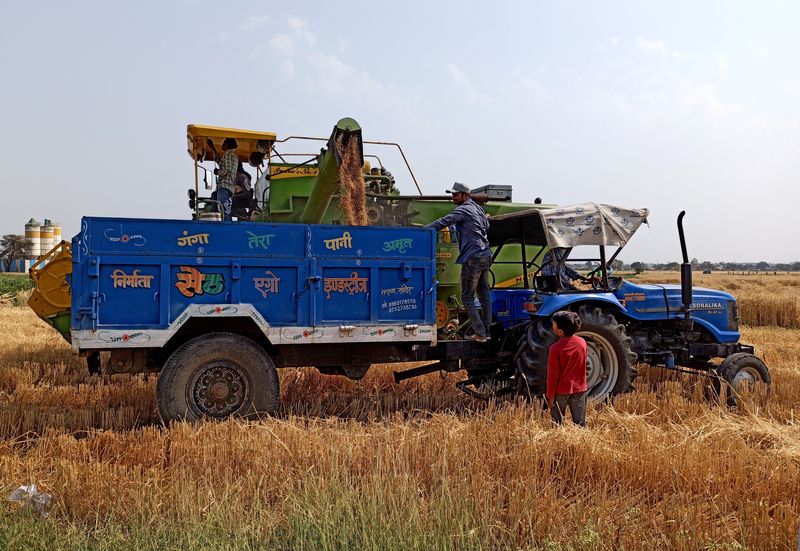 © Reuters. FOTO DE ARCHIVO: Agricultores utilizan una cosechadora para depositar el trigo cosechado en el remolque de un tractor, en un campo a las afueras de Indore, en el estado central de Madhya Pradesh, India, 22 de marzo de 2022. Fotografía tomada el 22 de marzo de 2022. REUTERS/Rajendra Jadhav/
