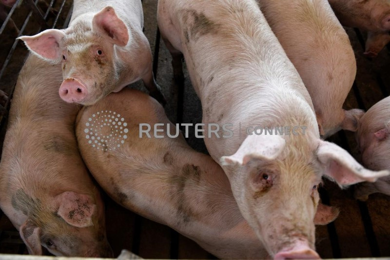 &copy; Reuters. Suínos em fazenda de Kenyon, Minnesota
15/03/2023
REUTERS/Nicholas Pfosi