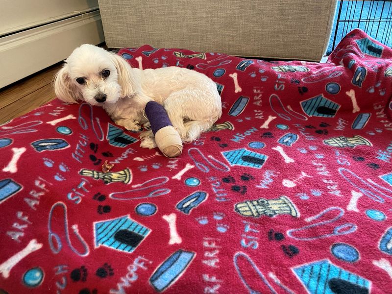 &copy; Reuters. FILE PHOTO: A dog named Tallulah who injured her foot, requiring surgery and several follow-up vet appointments is seen resting on her bed after a bandage change in Rockaway Beach, New York, U.S., March 24, 2021. REUTERS/Lauren LaCapra/File Photo