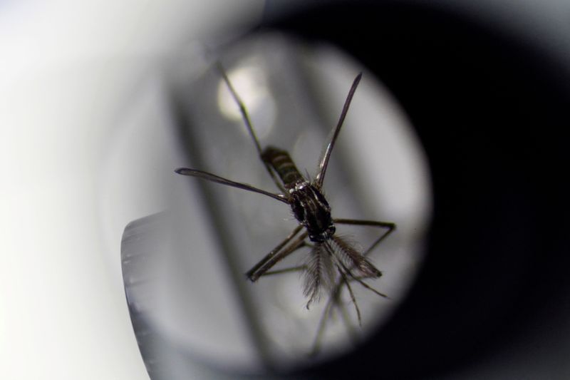 &copy; Reuters. Mosquito Aedes aegypti
19/08/2020
REUTERS/Edgar Su