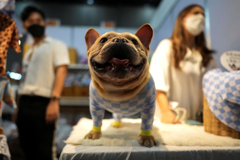 © Reuters. FILE PHOTO: A French bulldog wears a costume at the annual Pet Expo 2021 in Bangkok, Thailand, November 25, 2021. REUTERS/Athit Perawongmetha/File Photo