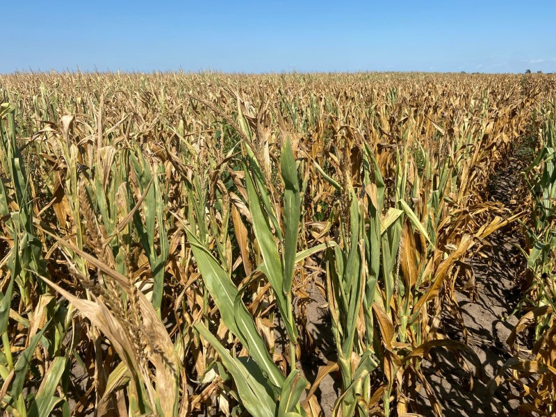 © Reuters. Plantação de milho no Estado norte-americano de Nebraska
16/3/2023
REUTERS/Karen Braun
