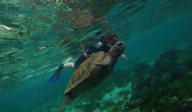 &copy; Reuters. Tartaruga nada junto de turista na Reserva Marinha de Galápagos
10/10/2016
REUTERS/Nacho Doce