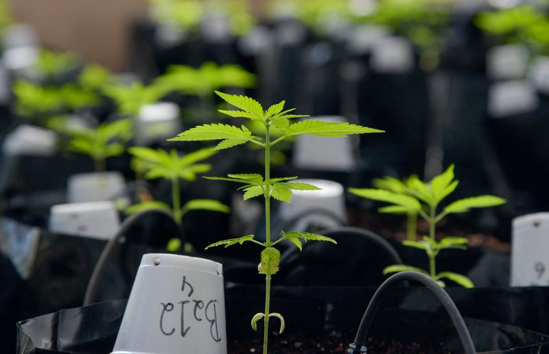 &copy; Reuters. Plantas de cannabis dentro de estufa da Universidade Federal de Viçosa (MG)
18/08/2021
REUTERS/Washington Alves