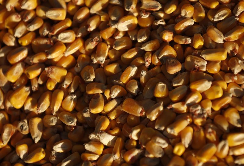 &copy; Reuters. FOTO DE ARCHIVO: Granos de maíz en un contenedor de grano en DeLong Company en Minooka, Illinois, Estados Unidos. 24 de septiembre, 2014. REUTERS/Jim Young/Archivo