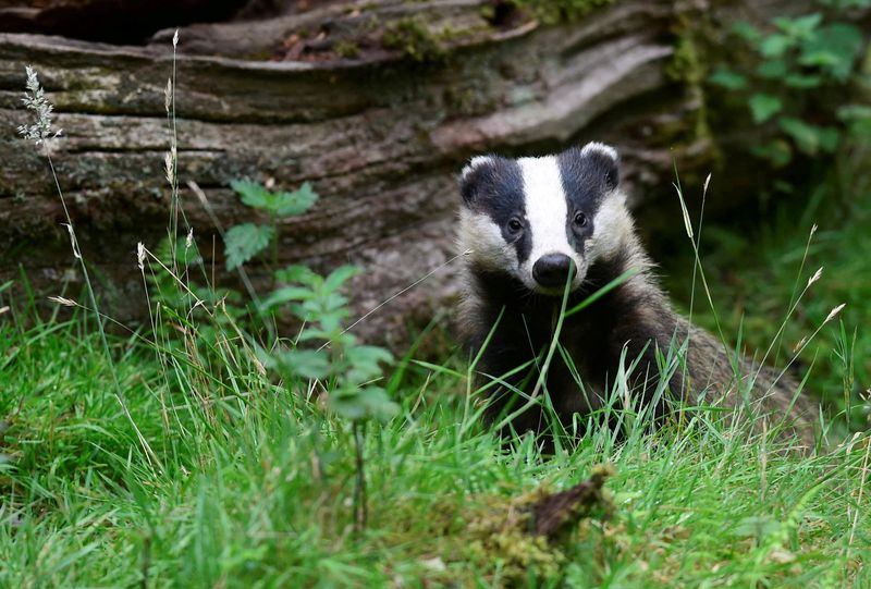 &copy; Reuters. FILE PHOTO: A young badger stands next to an old fallen tree in a wood in Llandeilo, South Wales, Britain July 19, 2017. REUTERS/Rebecca Naden/File Photo