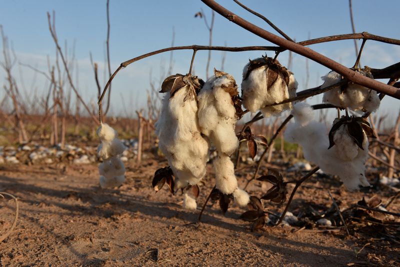 &copy; Reuters. FILE PHOTO: Cotton left over from last year's harvest is seen in a field near Wakita, Oklahoma, U.S., May 11, 2018. Picture taken May 11, 2018.    REUTERS/Nick Oxford