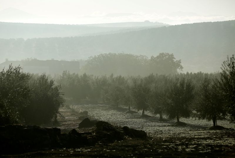 &copy; Reuters. FILE PHOTO: Olive trees stand in a grove in Porcuna, southern Spain October 15, 2019. REUTERS/Marcelo del Pozo/