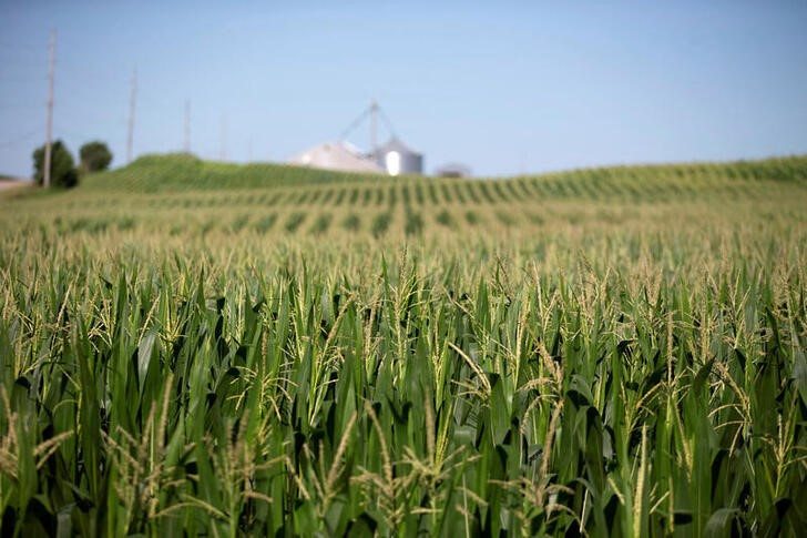 &copy; Reuters. Foto de archivo de un campo de maíz en Wyanet, Illinois
Jul 6, 2018.  REUTERS/Daniel Acker/