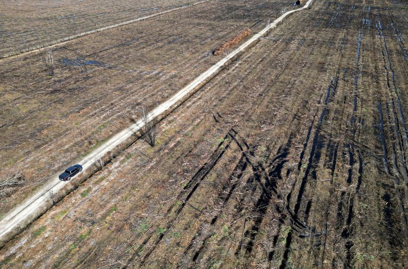 &copy; Reuters. A view shows a forest parcel from which trees burned by the last summer's wildfires have been removed, in Landiras, in the Gironde region, France, March 20, 2023. REUTERS/Stephane Mahe