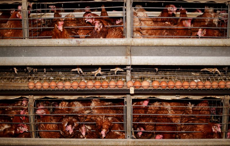 &copy; Reuters. دجاج وبيض في مزرعة بيض طازج خلال ارتفاع أسعار البيض في السوق بسبب ارتفاع أسعار الأعلاف بعد الغزو الروسي لأوكرانيا في محافظة المنوفية بالقاه
