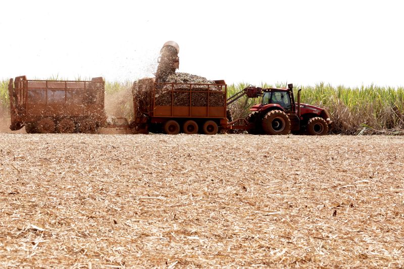 &copy; Reuters. FOTO DE ARCHIVO: Una cosechadora corta caña de azúcar en un campo en el ingenio azucarero Sao Martinho en Pradopolis