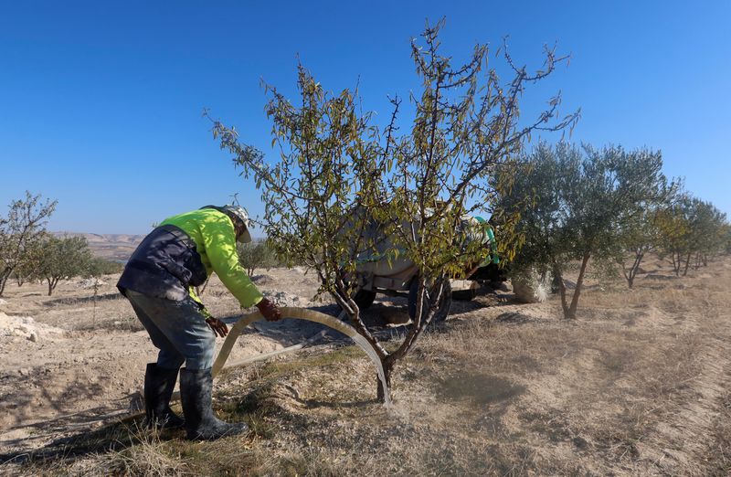 &copy; Reuters. عامل يقوم بري الأشجار في سليانة بتونس في الرابع من يناير كانون الثاني 2023. تصوير جهاد عبد اللاوي - رويترز.
