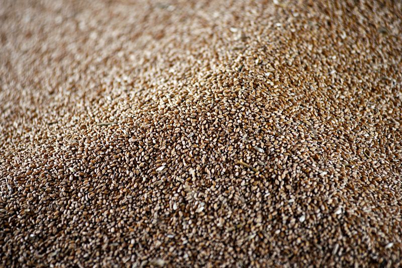 &copy; Reuters. FOTO DE ARCHIVO: Granos de trigo se ven en el Farmers Cooperative Exchange durante la cosecha en Bessie, Oklahoma, Estados Unidos. 12 de junio, 2019. REUTERS/Nick Oxford