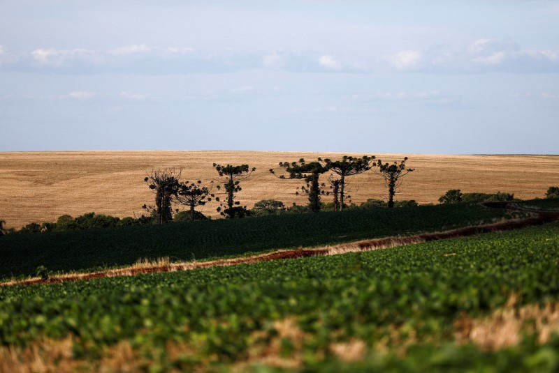 &copy; Reuters. Plantação de soja em Soledade (RS)
08/01/2022
REUTERS/Diego Vara