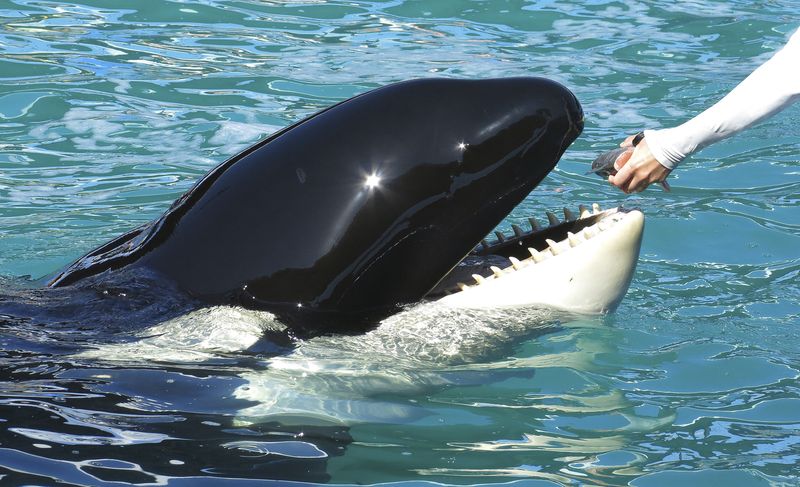 &copy; Reuters. FILE PHOTO: Lolita the Killer Whale is fed a fish by a trainer during a show at the Miami Seaquarium in Miami January 21, 2015.   REUTERS/Andrew Innerarity 